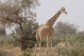 Girafe de la réserve de Kouré